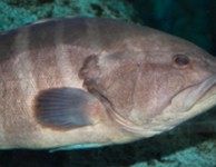 冬季限定で入荷次第ではありますが、クエ、ハタなども造り、煮物などのお料理にてコースでお出ししております。旬の味覚を是非、下元でお楽しみ下さいませ。