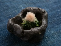 おかひじきと鶏ささ身のおひたし　糸かつお
