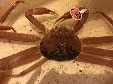 北千住の個室女子会におすすめのお店 ヒトサラ ヒトサラ