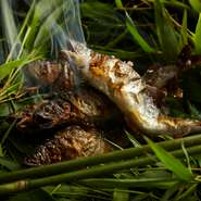 目の前を流れる桂川の上流。そこで獲れた鮎は、美山荘にとっては夏の風物詩とも言える欠かせないご馳走です。その調理の一つひとつに、この地に由来する素材へのこだわりが、受け継がれています。
