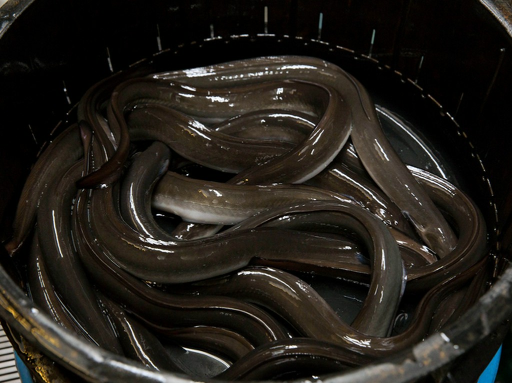 国産、ブランド鰻、天然物にこだわった自慢の活鰻