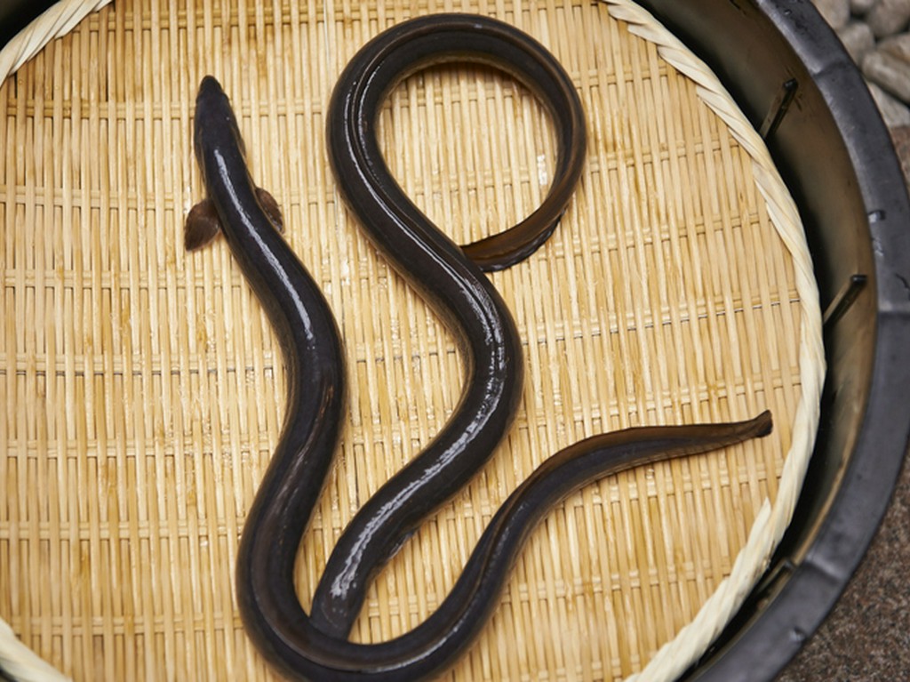 清流に棲む天然鰻に勝るとも劣らない至高の鰻「共水」