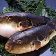 毎日市場から届く大きな３年物のとらふぐ。冬になると一度は食べたい。スッポン、あんこう、かに、牛すきやき
など種類は沢山あり