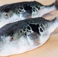 寒い冬だからこそふぐの美味しい季節がやってきました。てっぴ、てっさ、唐揚げ、てっちり鍋、雑炊つき
白子入荷時のみ、ヒレ酒880円も好評！