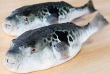 3年とら河豚を使用、旬の時期になると、大きな白子が入っており、焼白子がおすすめ