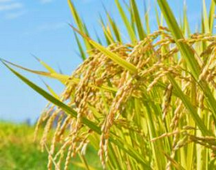 おいしい御飯を是非、お試しください