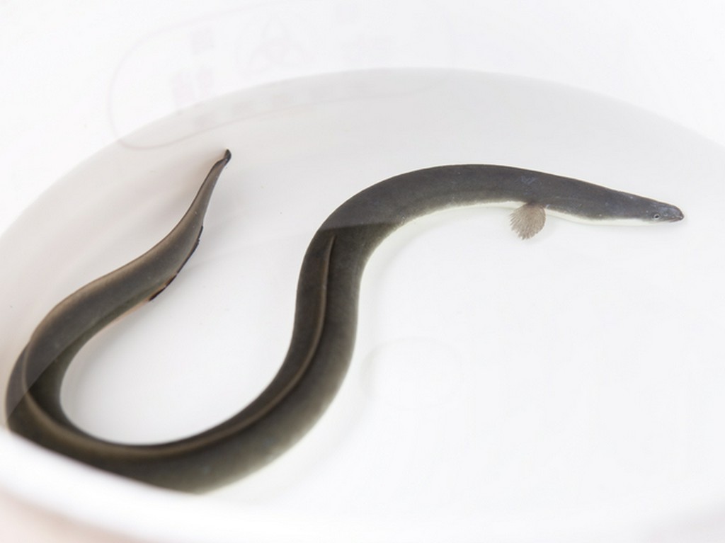 自慢の「鰻」は食感を重視して、あえて細物にこだわる