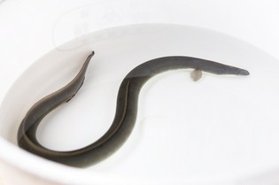 自慢の「鰻」は食感を重視して、あえて細物にこだわる