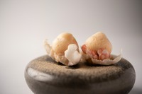 ・本日のポタージュ
・お料理三皿
・プチデザート