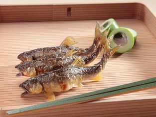 Tominokoji Yamagishi