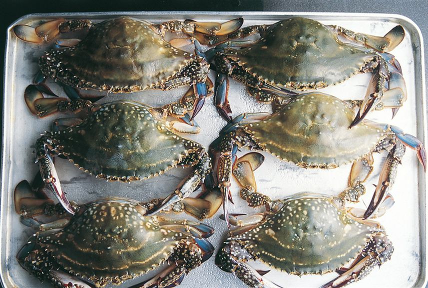 11月から1月上旬にかけて内子が充実するワタリガニ