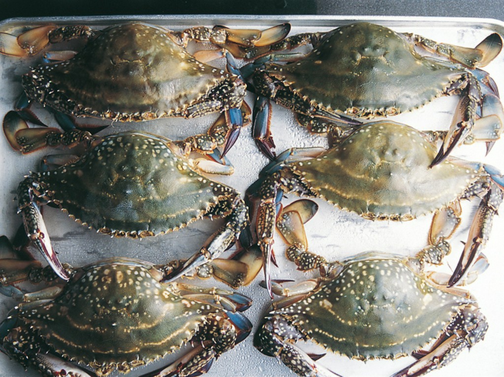 11月から1月上旬にかけて内子が充実するワタリガニ