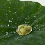 中にリキッド状の甘酢と枝豆を封じこめ、口に入れるとパチンと爽やかな酸味が広がる。地元の枝豆を使用し、目の前で育った蓮の葉をお皿に見立てたこれぞ究極にして本物の里山料理。