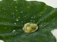 枝豆を閉じ込めた甘酢のしずく
