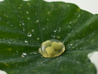 枝豆を閉じ込めた甘酢のしずく 