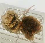 衣を薄くして揚げています。天麩羅も美味しいですが、串揚げでも絶品!