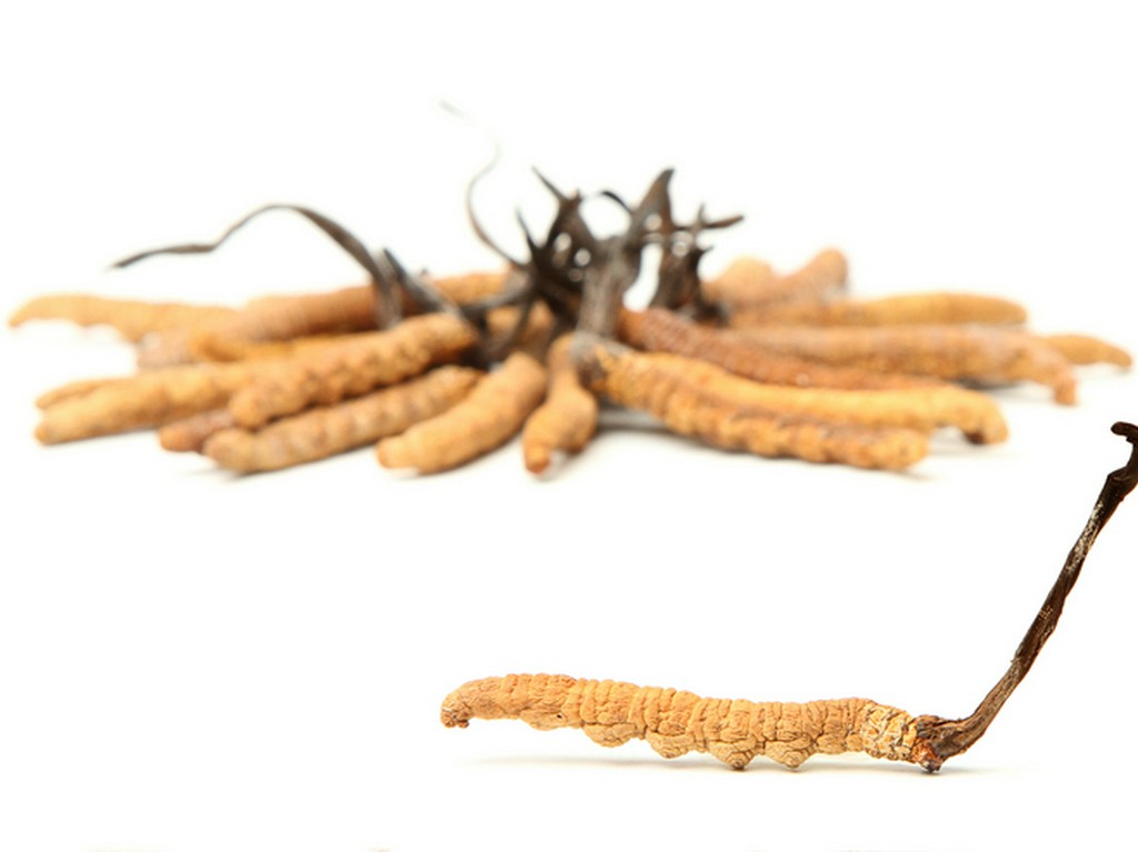 漢方薬でも有名な「冬虫夏草」を、夏の疲れを癒す薬膳料理に