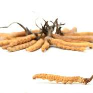 毎年9月に夏バテを癒す薬膳懐石をご用意しています。その中に、滋養強壮の漢方薬として知られる「冬虫夏草」を取り入れています。外見から躊躇される方も多いので、食べやすく車海老に包んで天婦羅にしました。