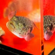 【AeB】水族館　～フグ～