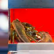 【AeB】水族館　～オマール海老～