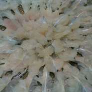 写真は鱧しゃぶになりますが、季節により旬の魚のしゃぶしゃぶなどご用意しております

鱧しゃぶコース好評のため今年もご用意しております。。