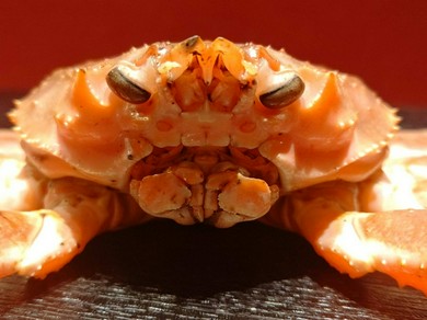 タグ付き活松葉がにづくしコース（11月10日～2月末まで）