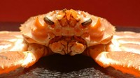 タグ付き活松葉がにをお1人１枚贅沢に使った期間限定のコースです
　　　　　　　　　　　　　　　　　　　　　　
12月末までは親がにが付きます
価格は水揚げ状況により変動する場合があります