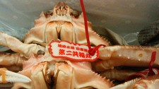 とっとりの冬はじまりました！

大サイズの活松葉がにをお1人1枚贅沢に使った
一番人気のコースです


