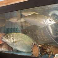 店内いけすでは、近海で獲れた魚たちが元気に泳いでいます。今にも飛び出してきそうなダイナミックさは、でまるで水族館。小さい子供も喜ぶこと間違いありません。