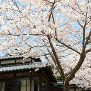 春には吟乃香の庭に桜が咲きます。お花見にいかがでしょうか？