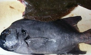 味楽(みらく)のお魚 #その5#