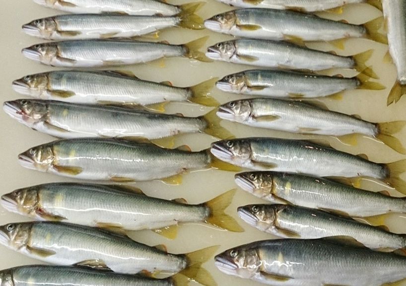 味楽(みらく)のお魚 #その7#