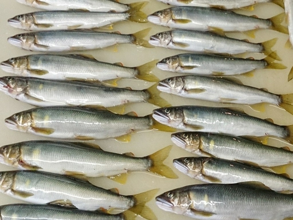 味楽(みらく)のお魚 #その7#