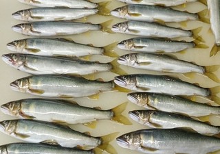 味楽(みらく)のお魚 #その7#