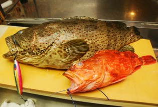 地元高知はもちろん、県外から仕入れた海の幸も味わえます。