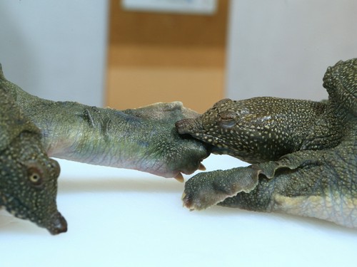 外見に反してクセがなく食べやすいすっぽんを『丸鍋』で堪能