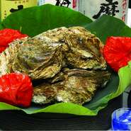 舞鶴直送の特大岩牡蠣 ５月から８月まで楽しめます。
