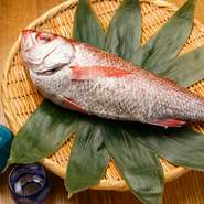 「のどぐろ」をはじめ、魚介類は鮮度を一番に季節に合わせた旬のものを毎日仕入れています。素材本来の味を楽しんでほしいですね。その他、野菜も金沢のブランド野菜「加賀野菜」にこだわり使用しています。