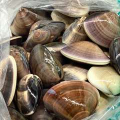 貝類の美味しい季節　蛤、アサリ、ムール貝…