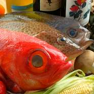 魚介類は高知県宿毛の漁師さんに直接電話をし、店に取り寄せているのでとても新鮮なのがポイントです！高知の新鮮な魚介を、京都で食べられるお店は少ないと思います。
