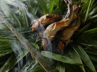 千利休も愛したといわれる名水“柳水の水”で出汁を取った、繊細な京料理らしい味わいをお楽しみください