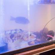 店内の水槽を元気に泳ぐ、活きが自慢の「活魚」