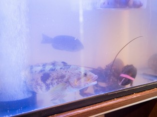 店内の水槽を元気に泳ぐ、活きが自慢の「活魚」