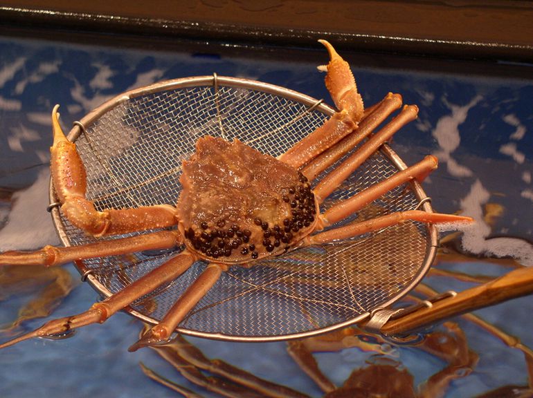 敦賀港の新鮮な越前ガニ