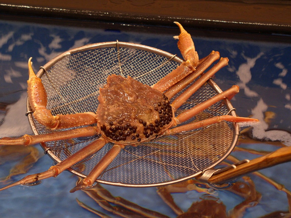 敦賀港の新鮮な越前ガニ