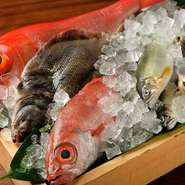 岐阜の街中でも、活きのよい鮮魚が味わえるお店に