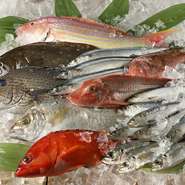 魚の種類によって熟成させた方が旨味が増すものもありますが、やはり獲れたて新鮮な魚介に勝るものはないと思っています。身の弾力やサラリとした脂の旨みは、漁師経験をフル活用した自慢のルートで実現しています。