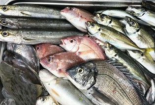 締め方がうまい魚屋さんから、毎日届く魚介