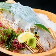 店内に大型のいけすがある【大漁海鮮屋　魚眞】ならではの一品、熟練の技で生きたままお刺身にした活いか。透明な身はコリコリしていて、他とは違う甘みの強さに驚かされます。あと造りのゲソ天ぷらも絶品です。