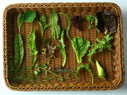 料理を引き立てる産直のハーブ